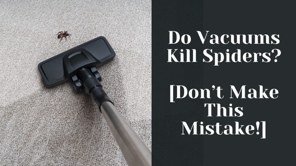 Do Vacuums Kill Spiders