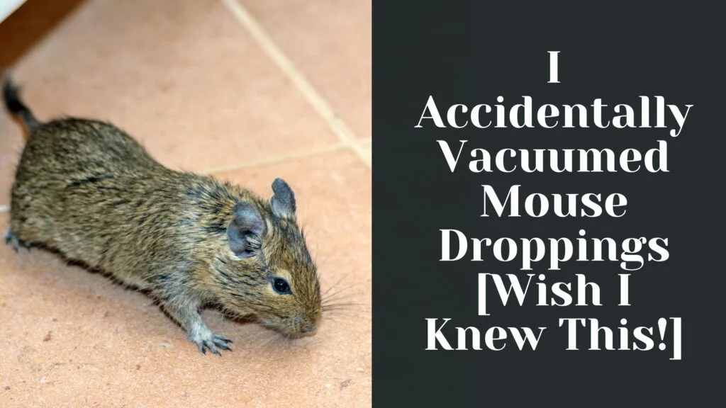 I Accidentally Vacuumed Mouse Droppings