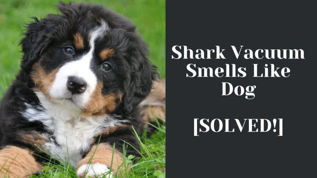 Shark Vacuum Smells Like Dog