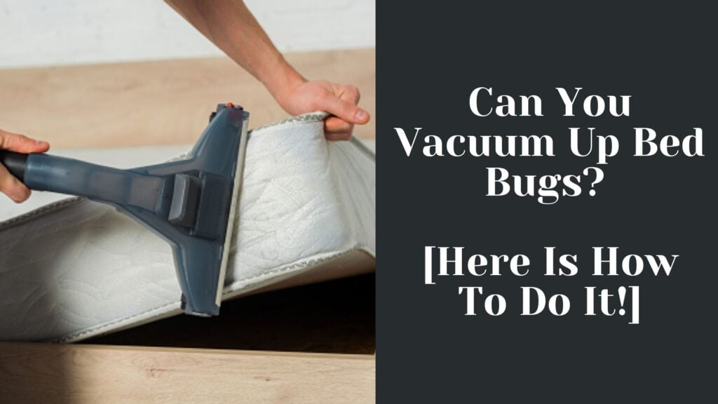 can you vacuum bed bugs out mattress